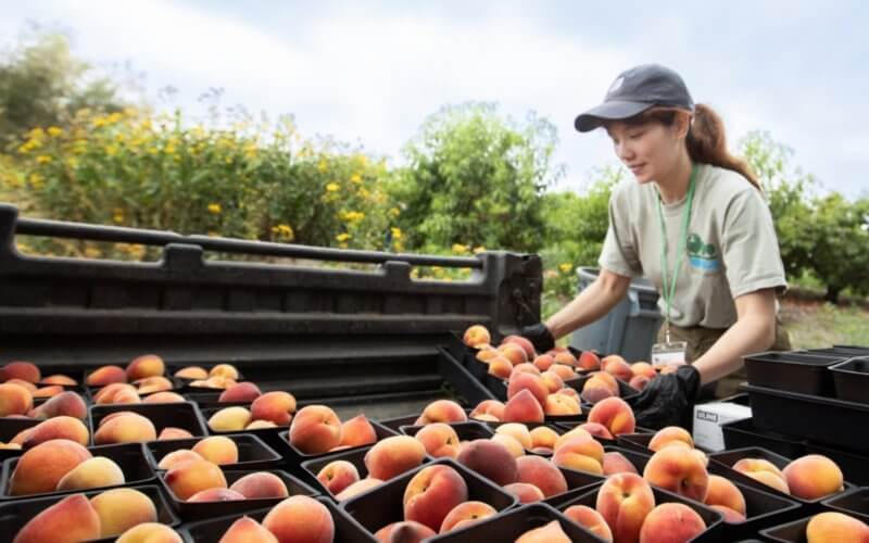 Woman loads peaches into back of truck