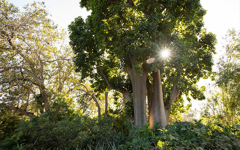 The giant Ombu tree at Fullerton Arboretum with sunlight peeking through its leaves.