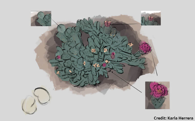Digital illustration of the Short Joint Beaver cactus. It is a dark sage green color with multiple tiny pads and a few magenta-colored blossoms. Top text reads "Short Joint Beavertail. Opuntia basilaris var. brachyclada." Lines on the illustration indicate the Pads, Seeds, and Flower. Bottom right corner reads "Credit: Karla Herrera."