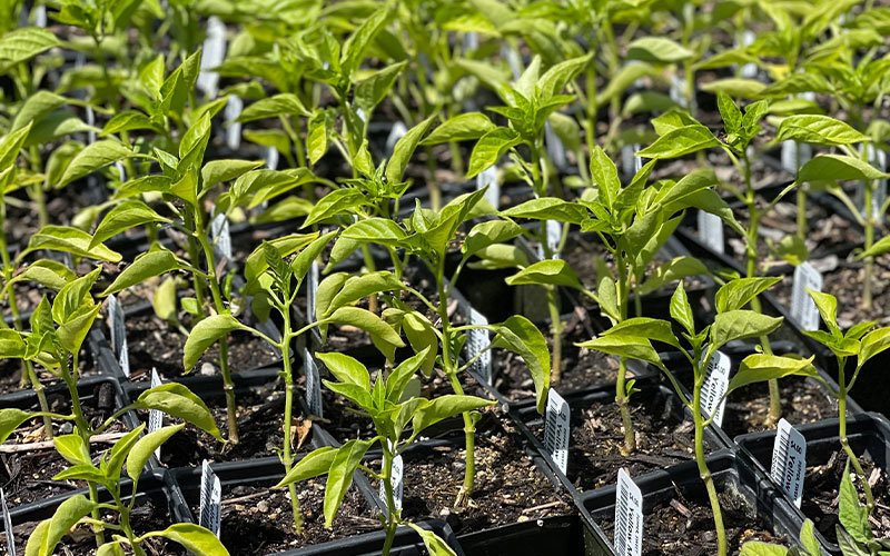 Rows of mini potted vegetable seedlings.