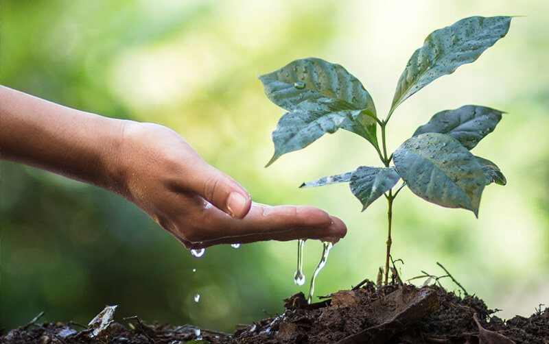 Hand watering leaf