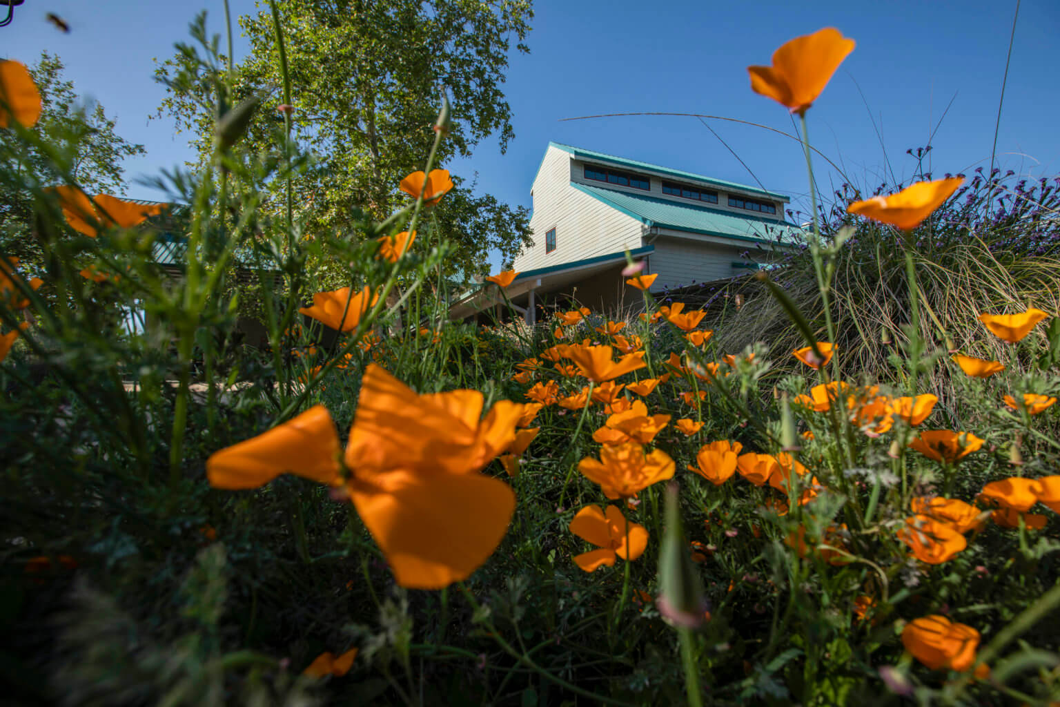 Cal State Fullerton’s Arboretum Returns to its Roots With New Name ...