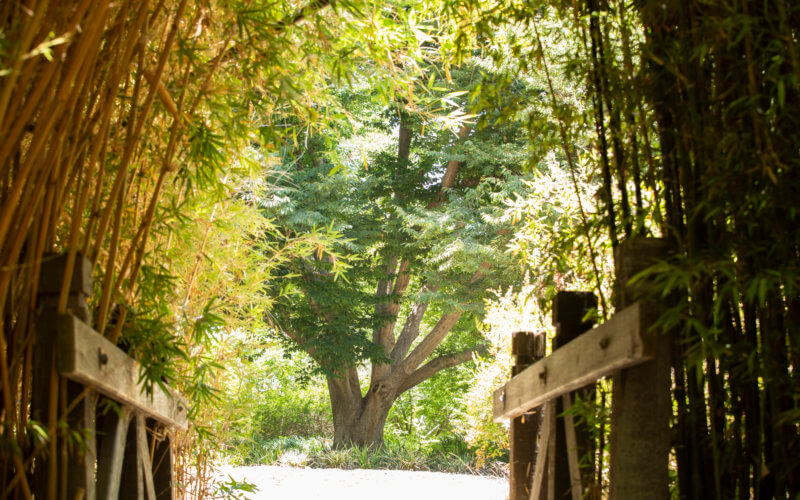 Arboretum and Botanical Garden at Cal State Fullerton
