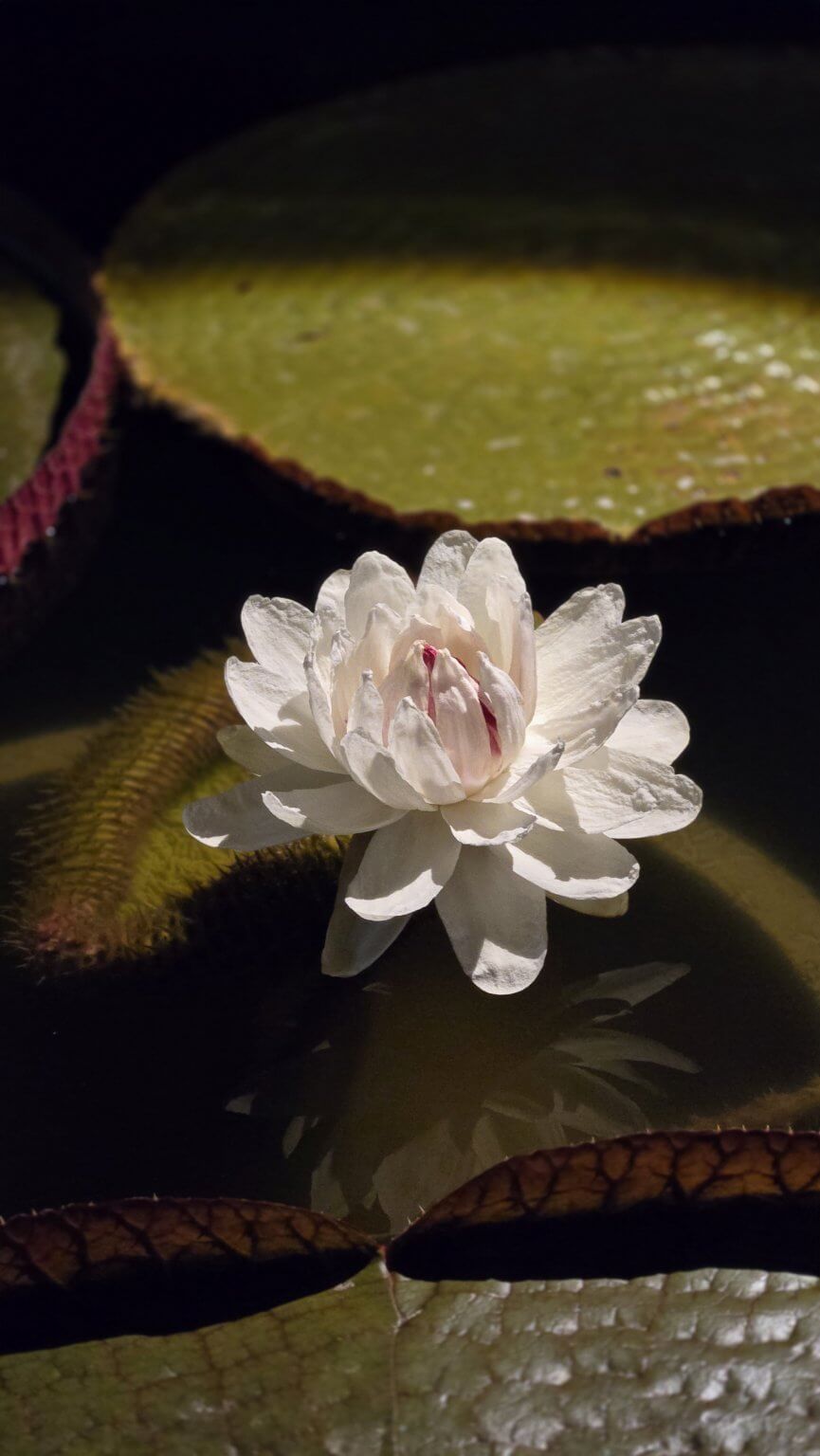 Rare Flower Blooms in CSUF Biology Greenhouse Complex | CSUF News