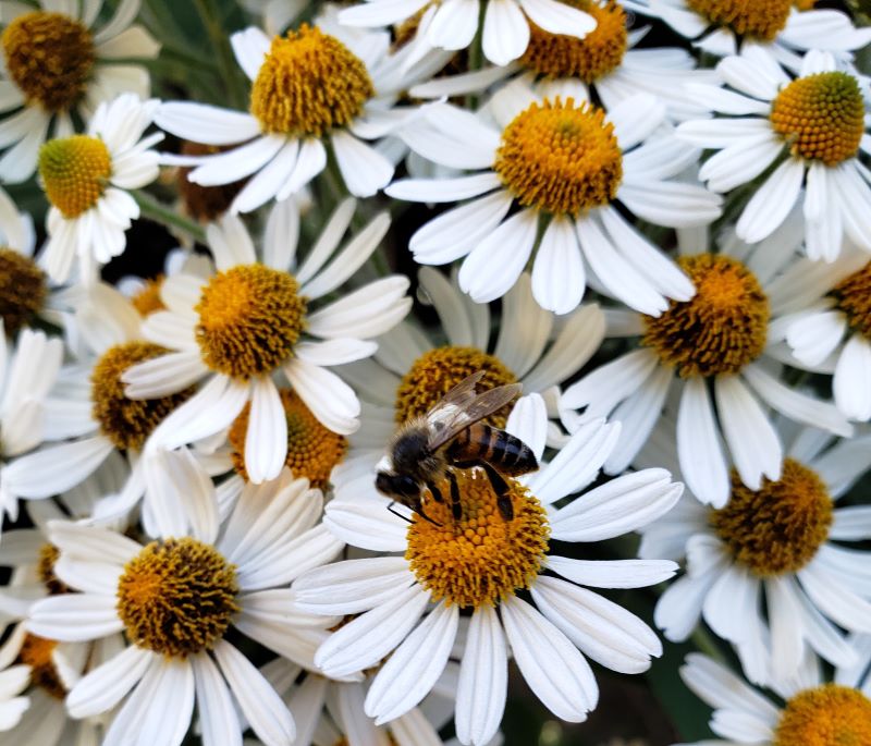 Discover the Subtropical Zone in CSUF's Arboretum and Botanical Garden ...