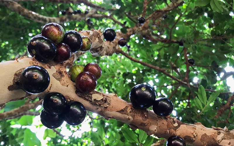 A tree branch with black fruit growing out of it, surrounded by green leaves