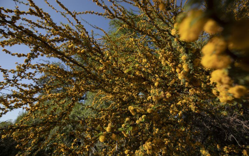 A thin tree in bloom