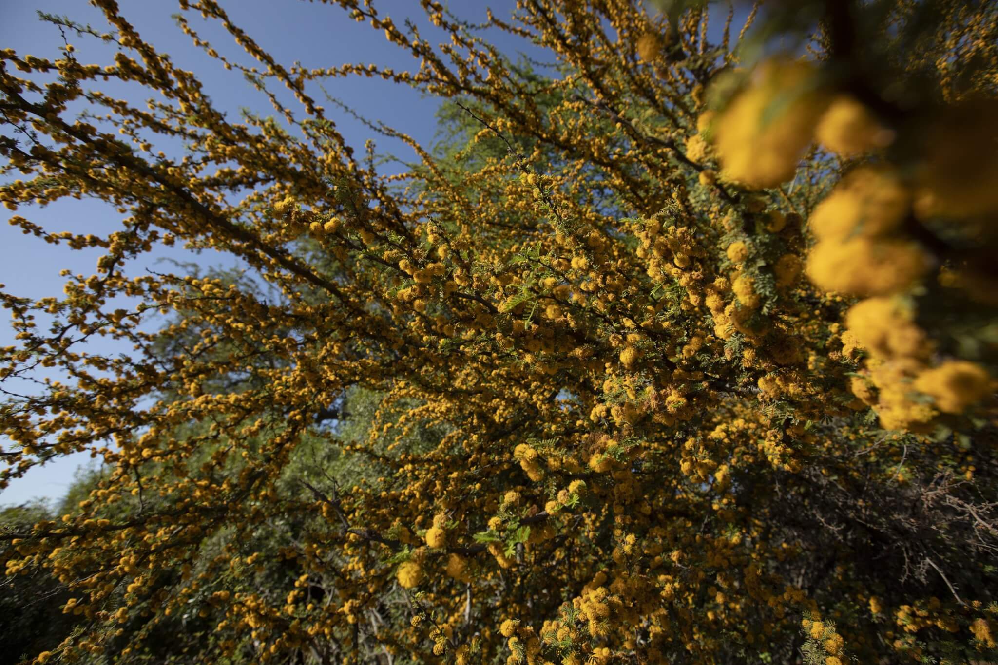 Thorn Forest in the Arboretum and Botanical Garden offers views of prickly plants and trees