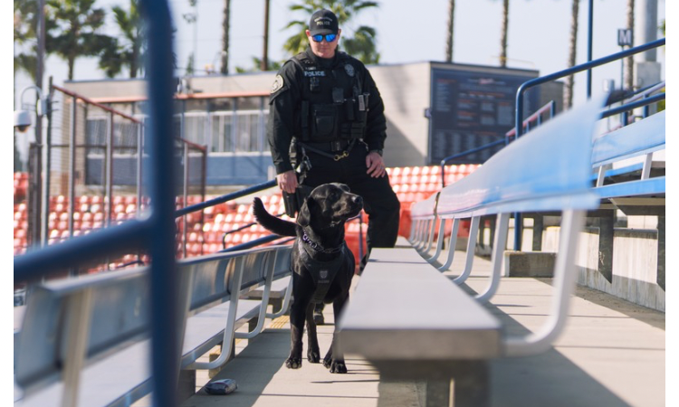 Corporal Bauer walking with K9 Glock, a black labrador retriever, in the CSUF baseball stadium stands, for training