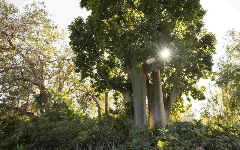 A large tree backlight by bright sunlight