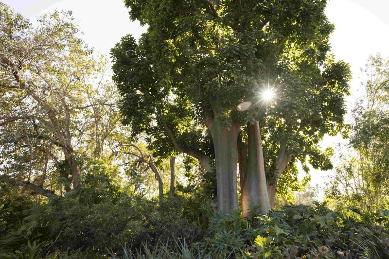 A large tree backlight by bright sunlight