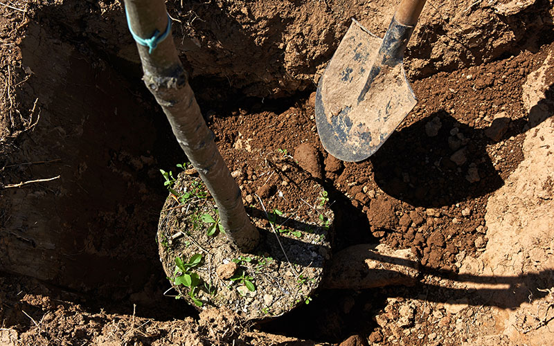 A new tree being planted into the ground.