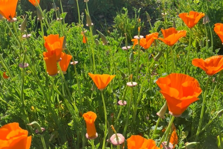 Orange poppies sprout among long green grasses.