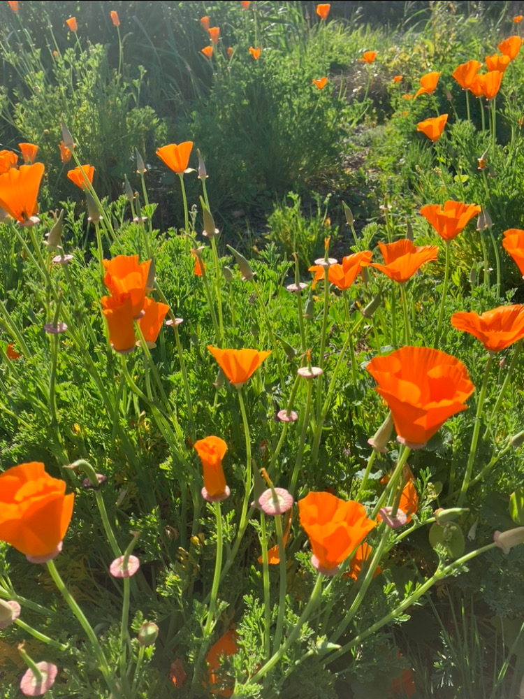 Orange poppies sprout among long green grasses.