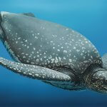 Ueloca-leatherback sea turtle illustration