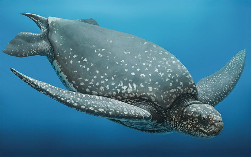 Ueloca-leatherback sea turtle illustration