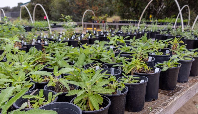 Arboretum plants for sale