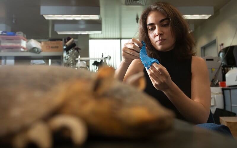 Cal State Fullerton graduate student Julia Teeple researches armadillo armor in a lab.