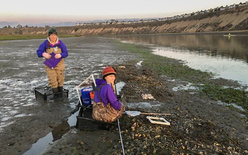 Students restore Oyster beds in Newport Bay