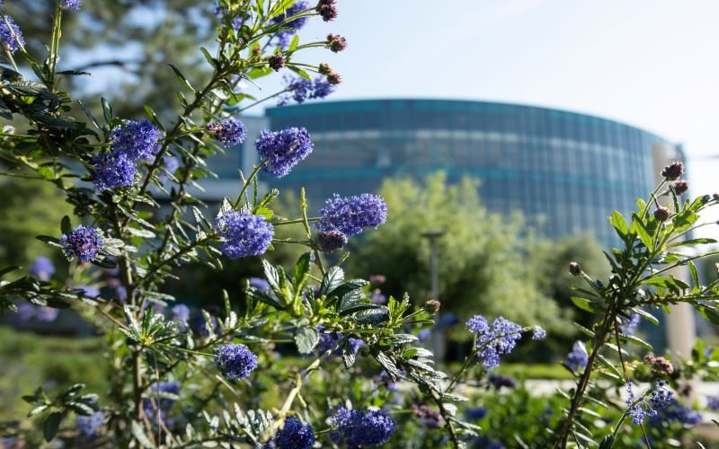 Flowers on campus in front of Pollak Library.