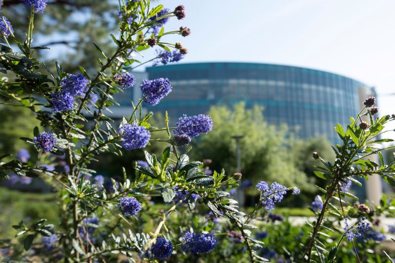 Flowers on campus in front of Pollak Library.