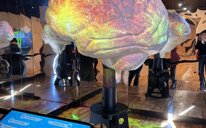 An interactive art display showing brain anatomy