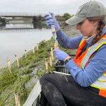Biology graduate student Julianna Colucci collects water samples in an estuary.
