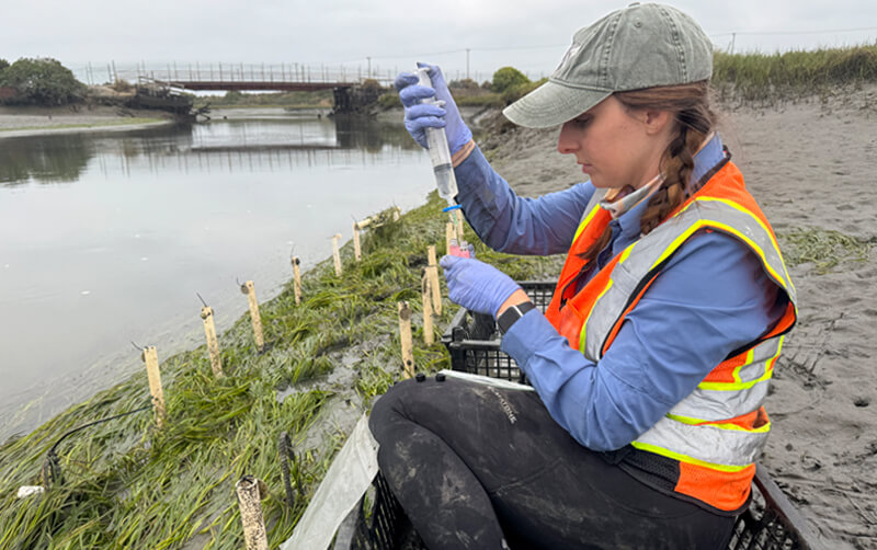 Biology graduate student Julianna Colucci collects water samples in an estuary.