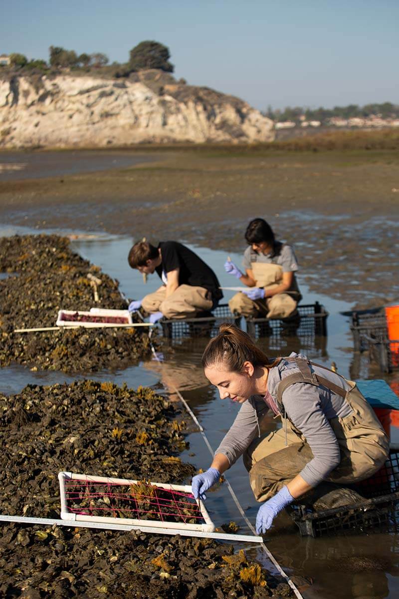 Students collect Olympia Oysters