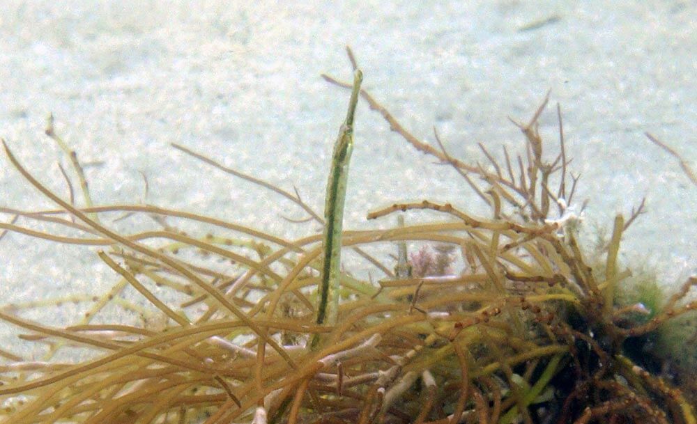 Close up of Pipefish underwater.