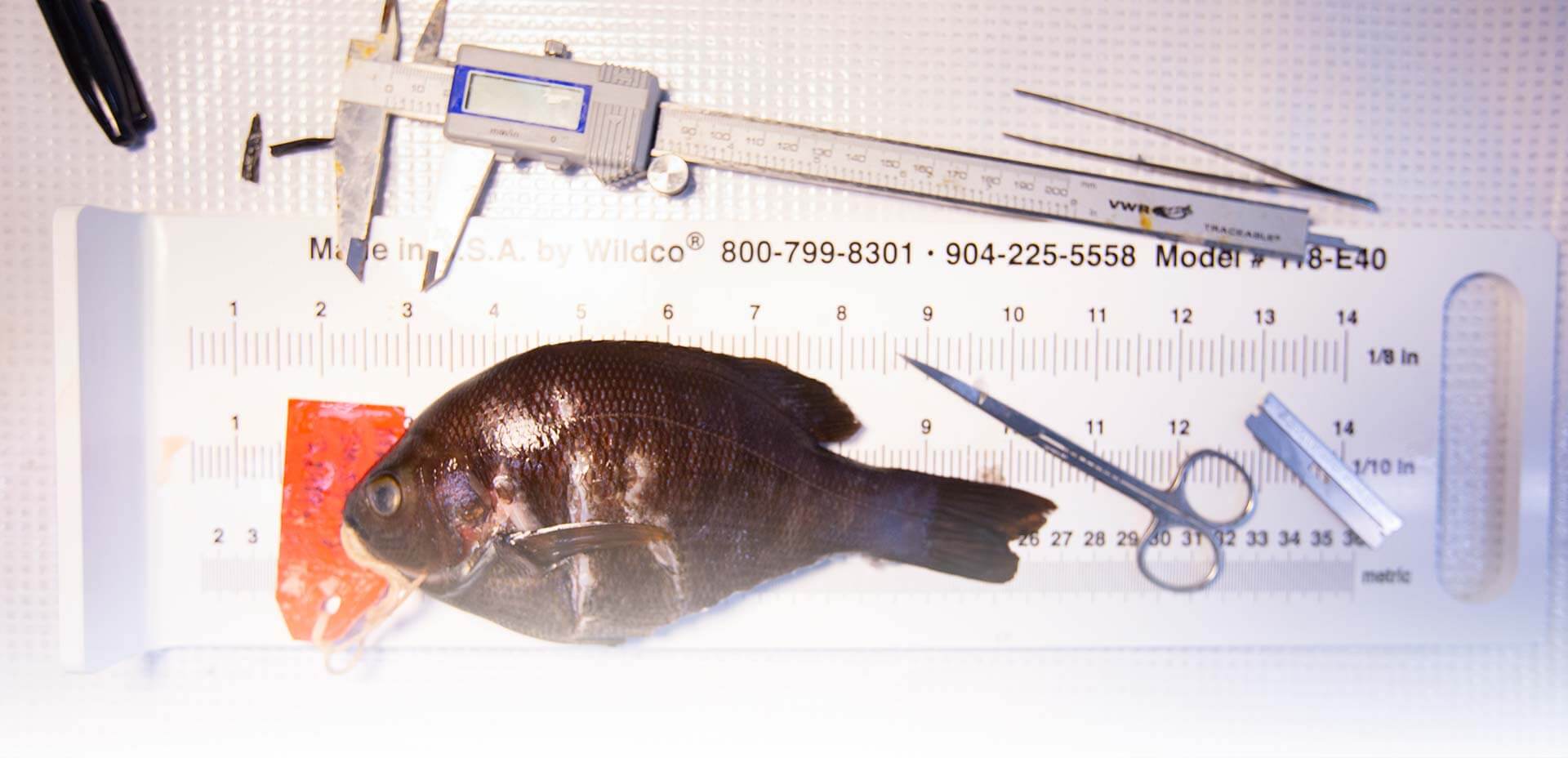 Surfperch specimen on table surrounded by measuring and disecting tools.